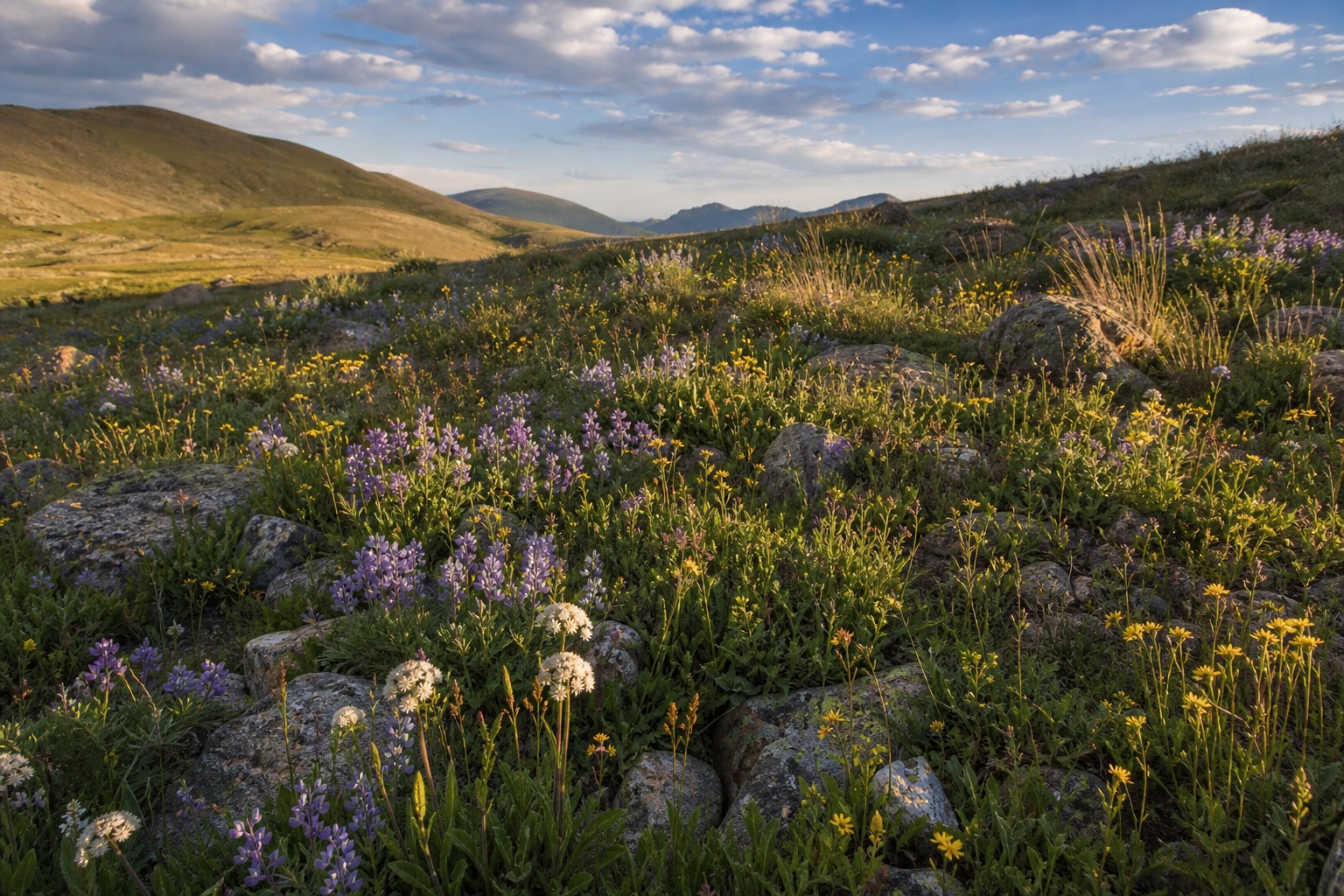 Preview for Alpine Wildflower Meadow Background