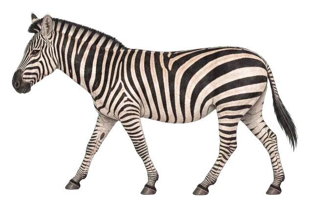 Preview for Plains Zebra Vintage Sticker
