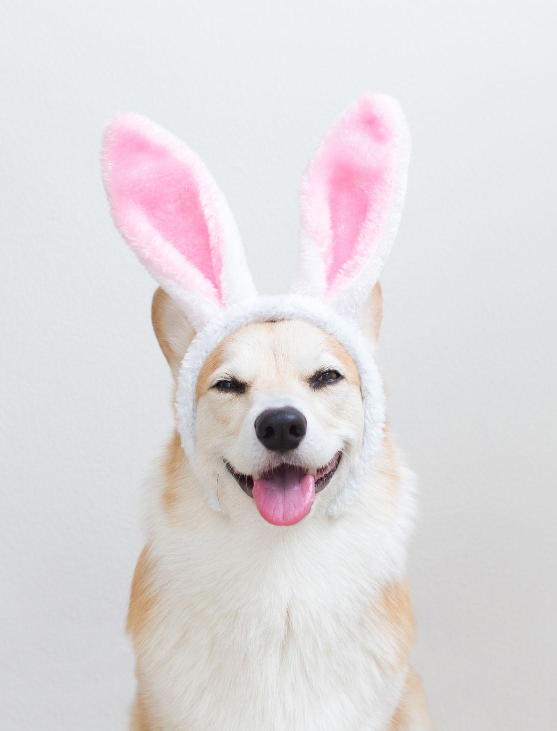 Preview for Easter-corgi-bunny-ear-fun-easter-meme-background-5cc64