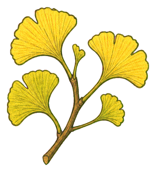 Preview for Ginkgo Branch Sticker
