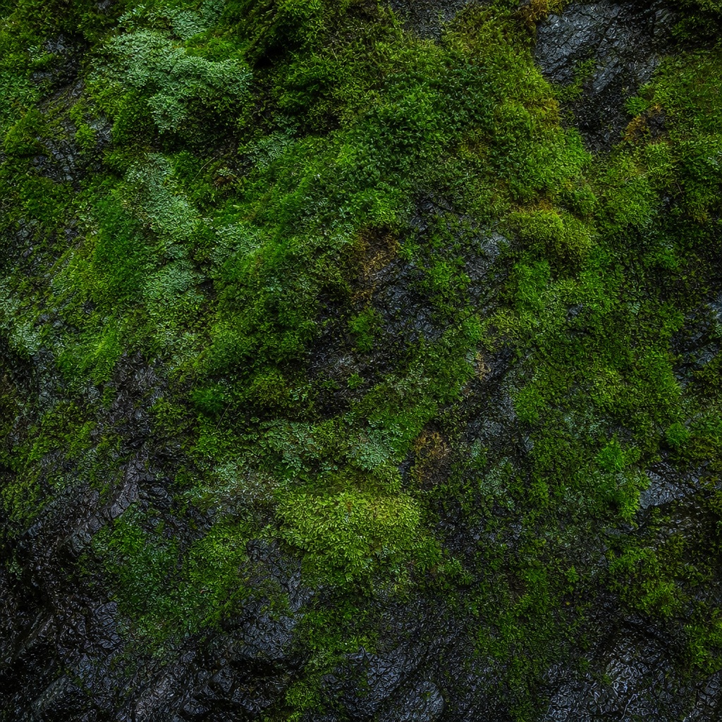 Preview for Moss Covered Stone Background