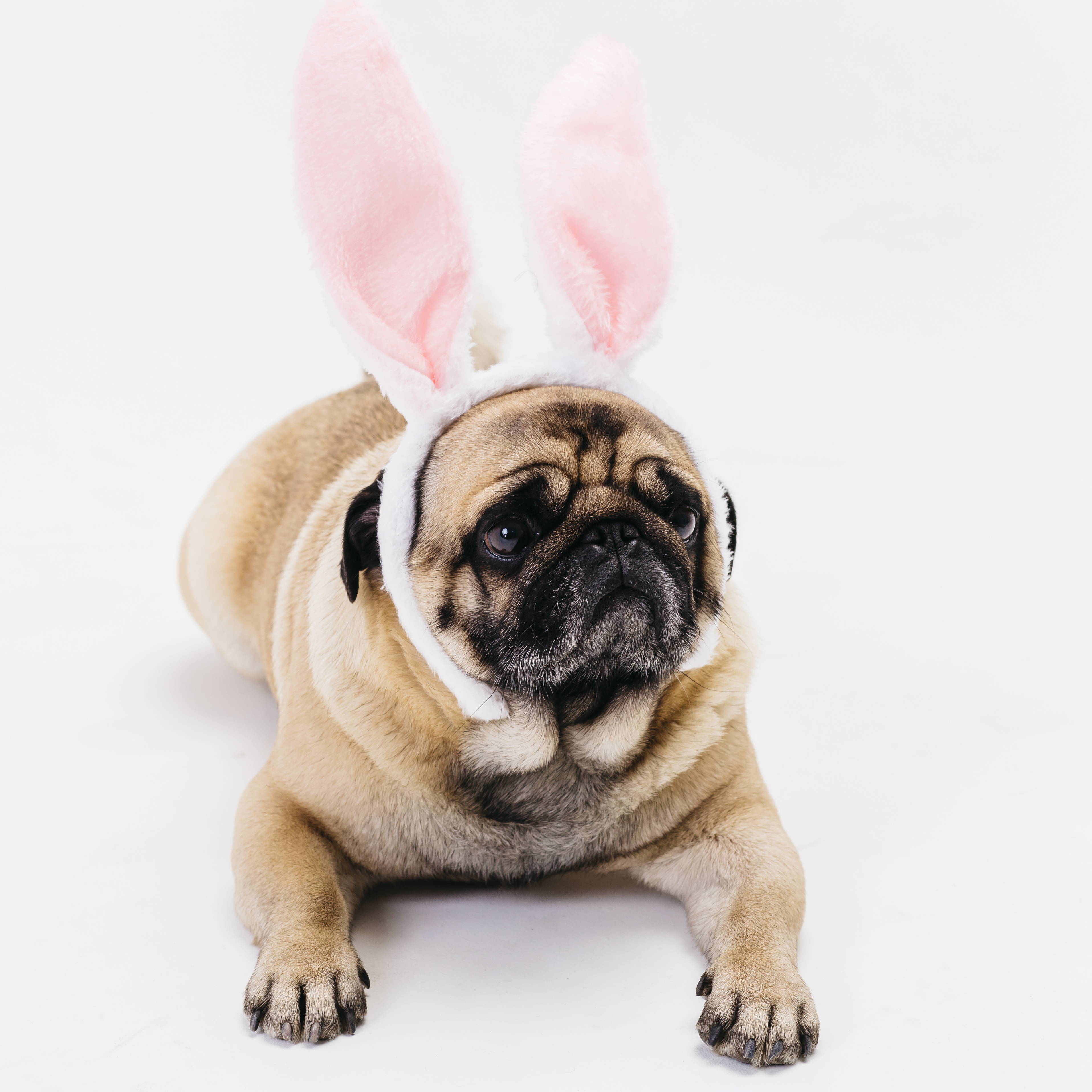 Preview for Pug-dog-easter-bunny-costume-dog-meme-background-4fc1f