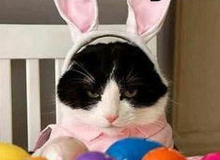 Preview for Easter-cat-bunny-costume-easter-meme-background-60e52
