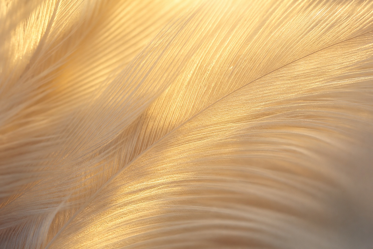 Preview for Golden Feather Texture Abstract Background