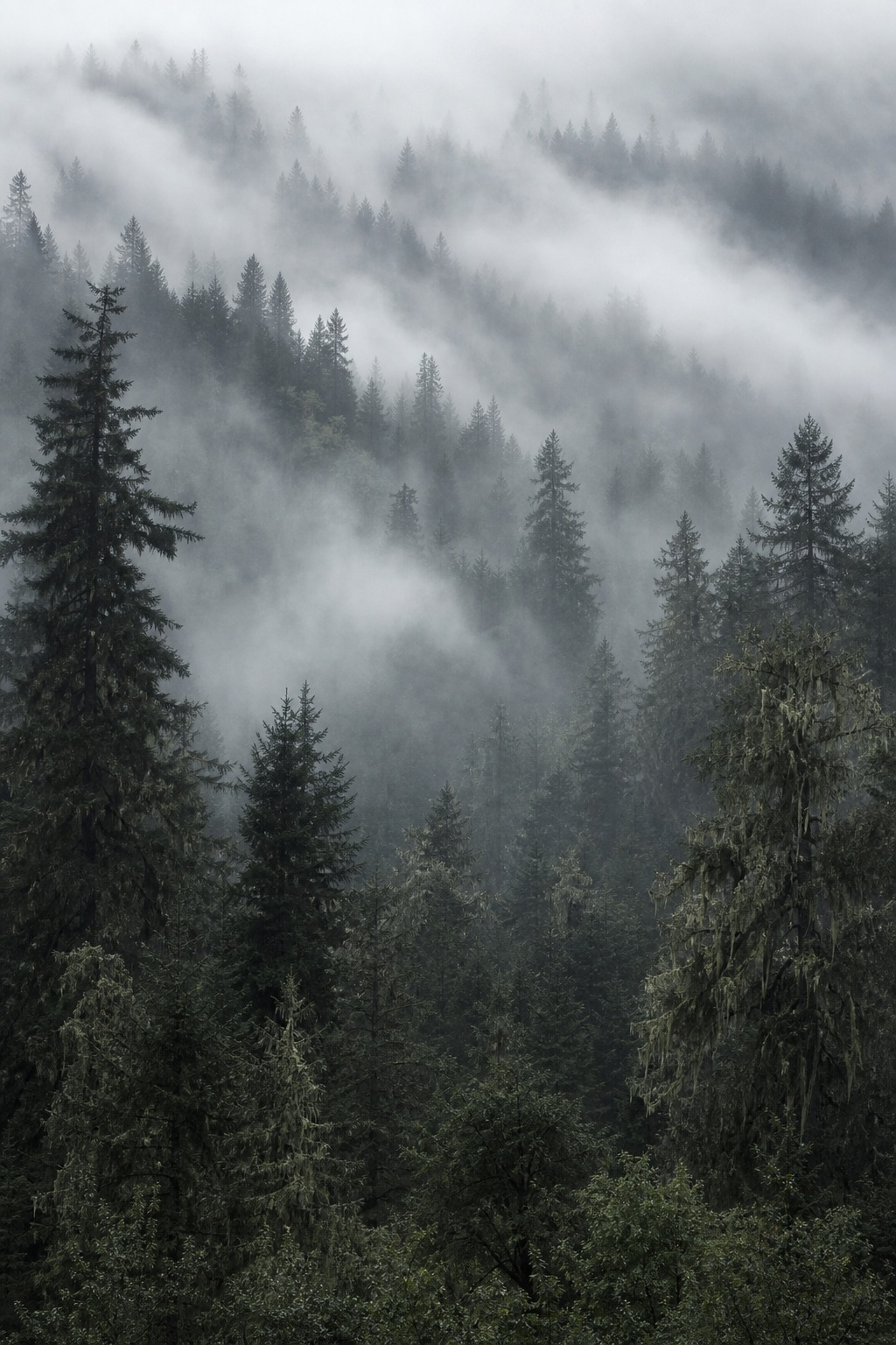 Preview for Soft Monochrome Woodland Mist Background