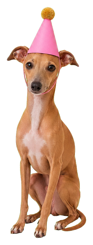 Italian greyhound wearing a pink birthday hat with a yellow pom-pom.