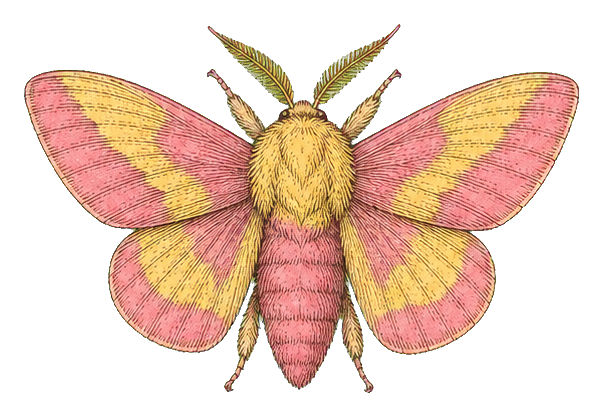 Preview for Vintage Insect Specimen Sticker