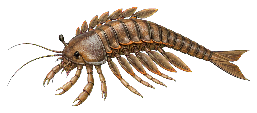 Illustrated shielded Waptia swimmer with segmented body, antennae, and many legs