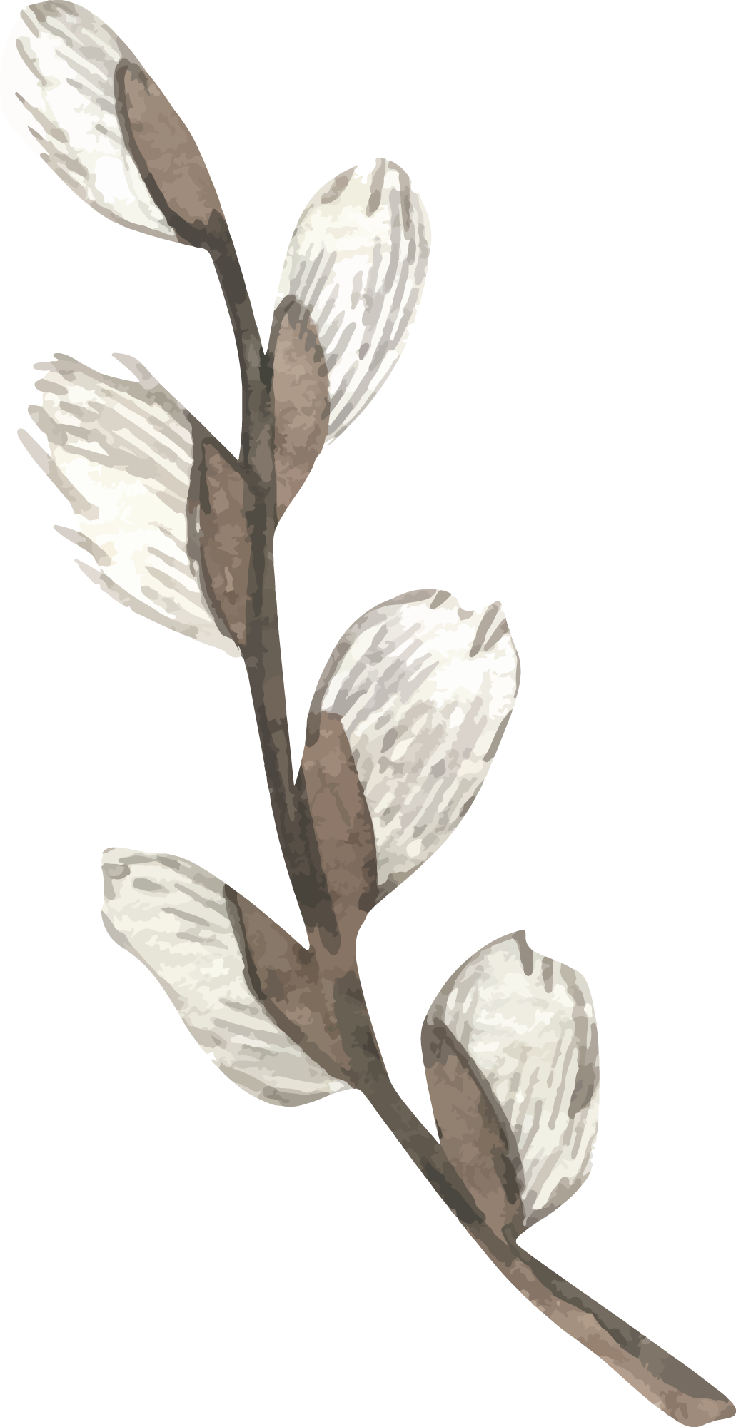 Preview for Pussy-willow-branch-illustration-spring-sticker-8ba5c