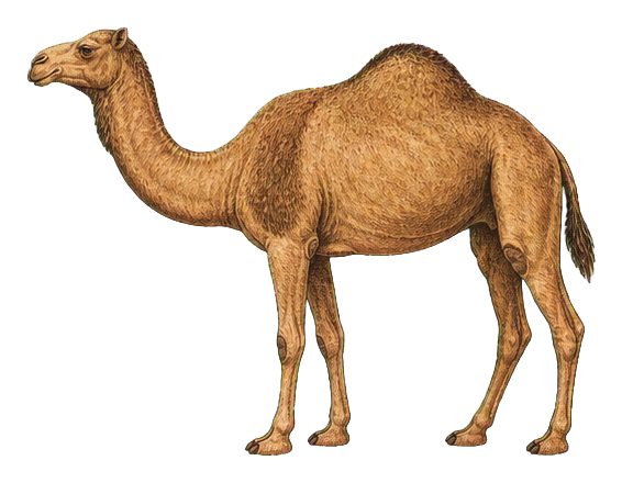 Preview for Dromedary Camel Sticker