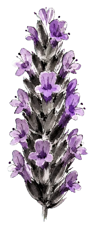 Purple lavender stem with watercolor-style ink wash petals and dark leafy center