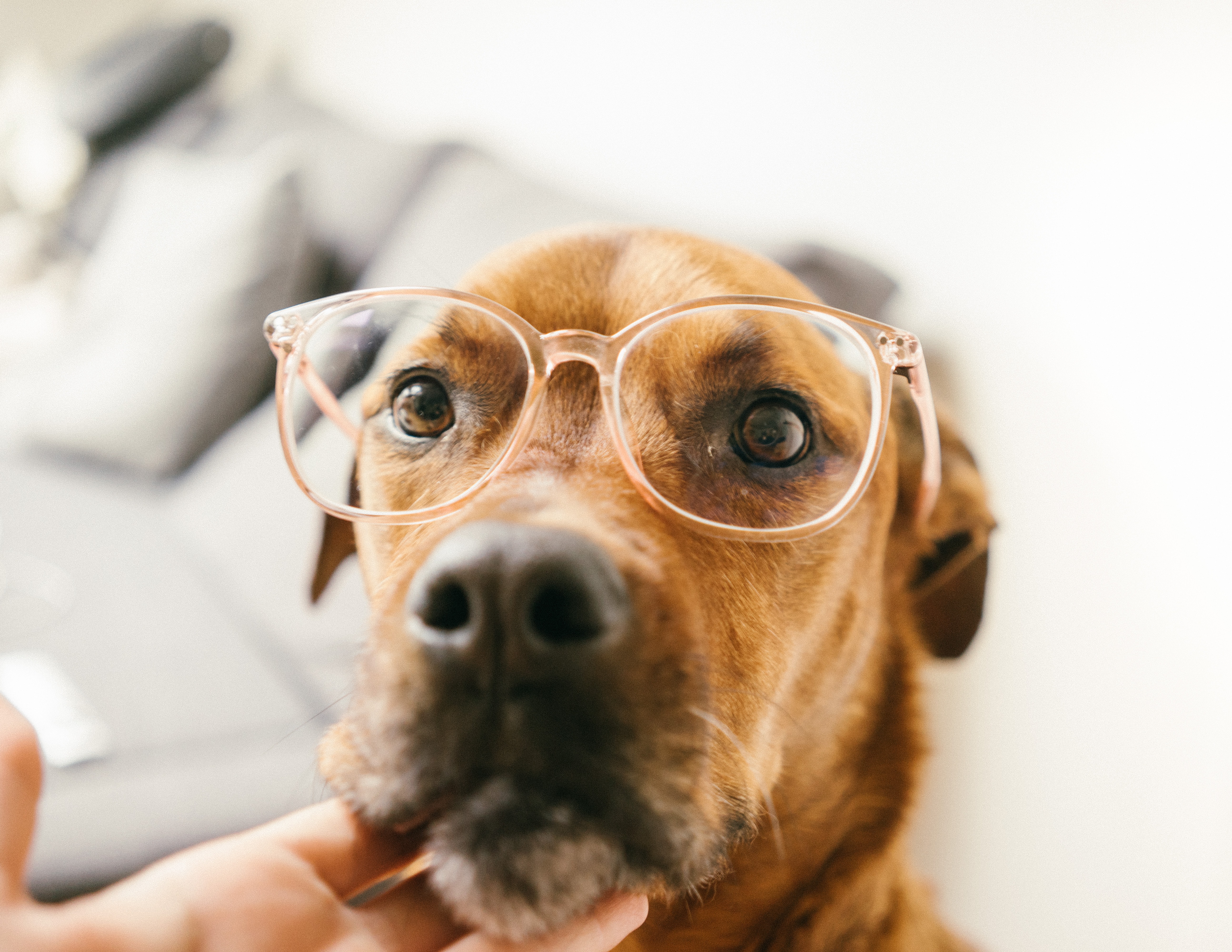 Preview for Dog-wearing-glasses-animal-background-df45a