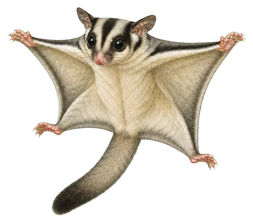 Preview for Sugar Glider Vintage Sticker