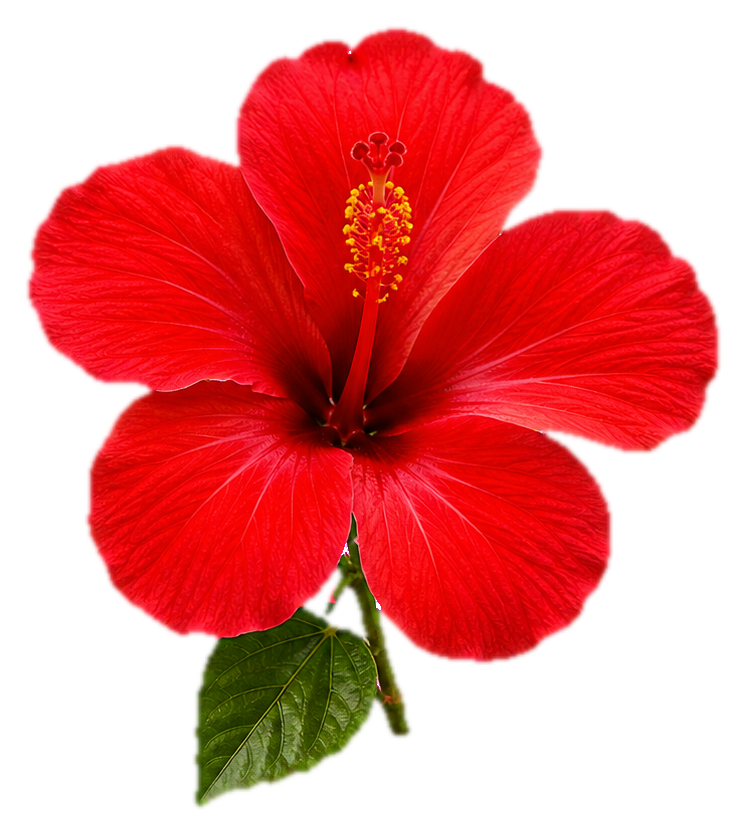 Preview for Crimson Hibiscus Botanical Sticker