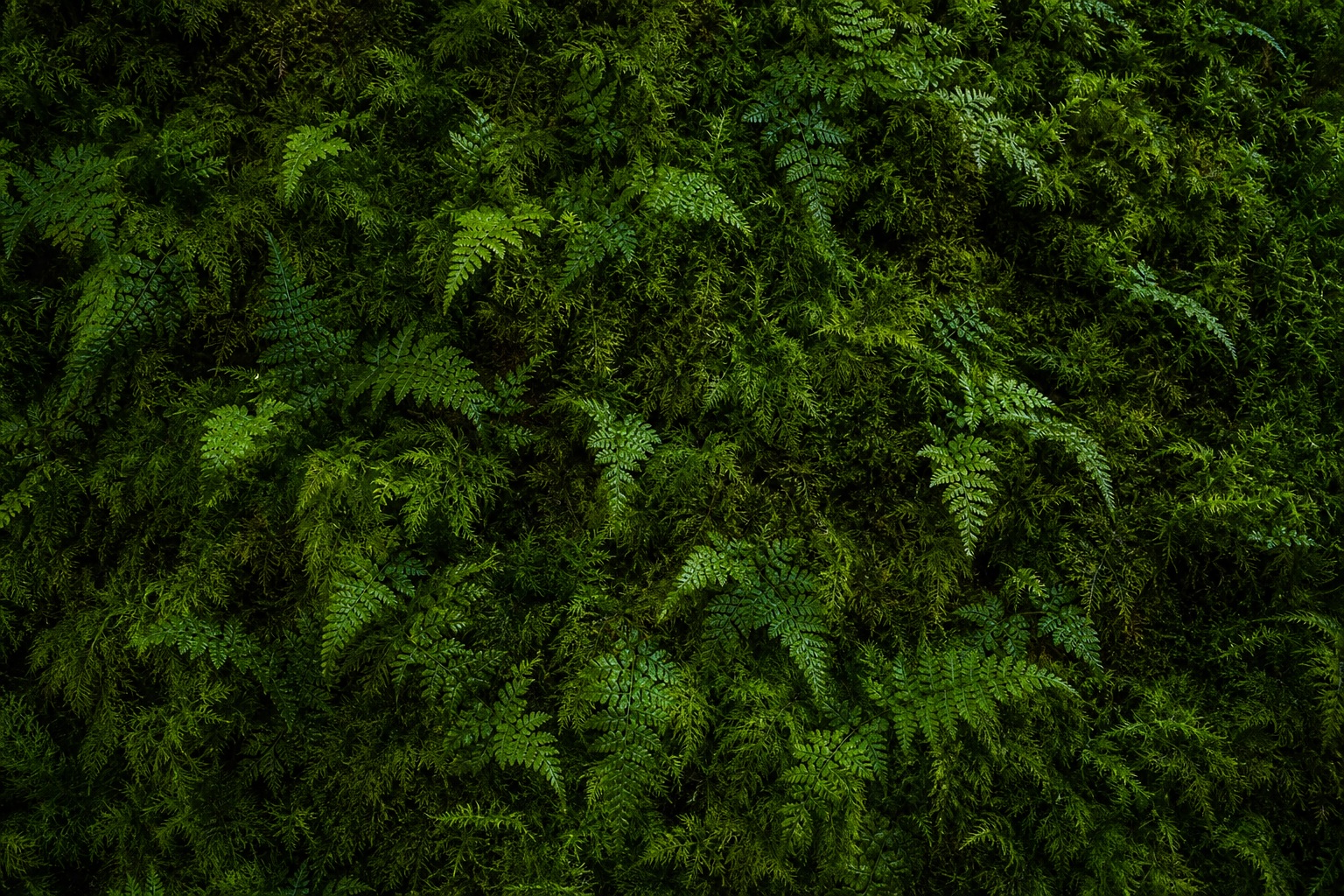 Preview for Moss Fern Texture Background