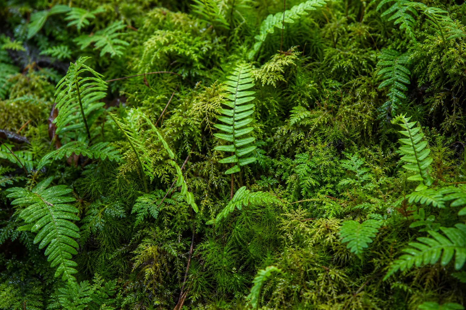 Preview for Fresh Fern Moss Texture Background