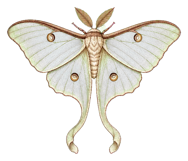Vintage scientific illustration of a pale moth with spread wings and hanging tail-like antennae.