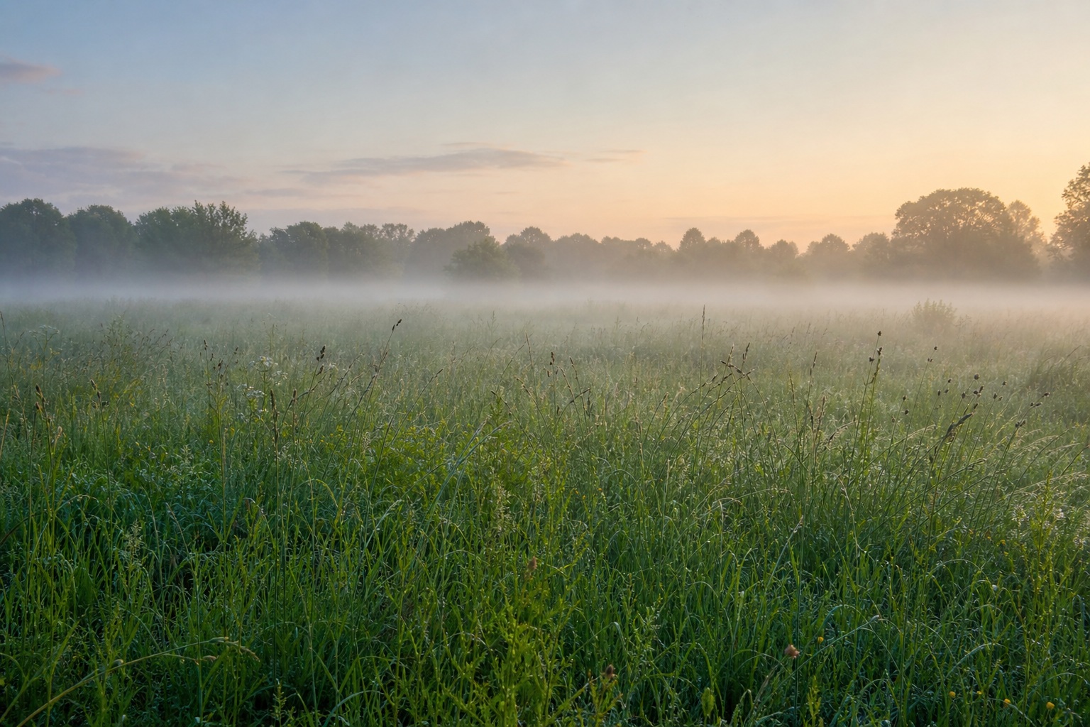 Preview for Spring Dawn Dew Grass Mist Stock Background