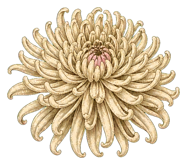 Preview for Vintage Ivory Spider Chrysanthemum Sticker