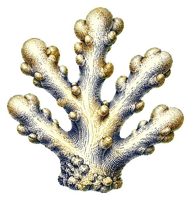 Preview for Engraved Nautical Objects Coral Branch