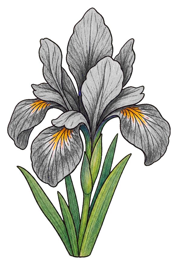 Preview for Purple Iris Sticker