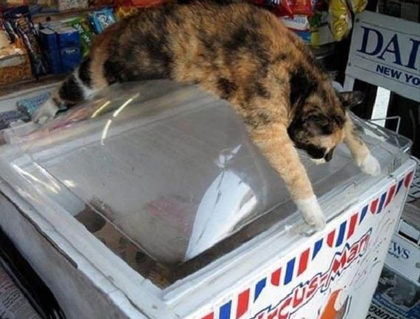 Preview for Cat-on-ice-cream-freezer-summer-meme-background-75299