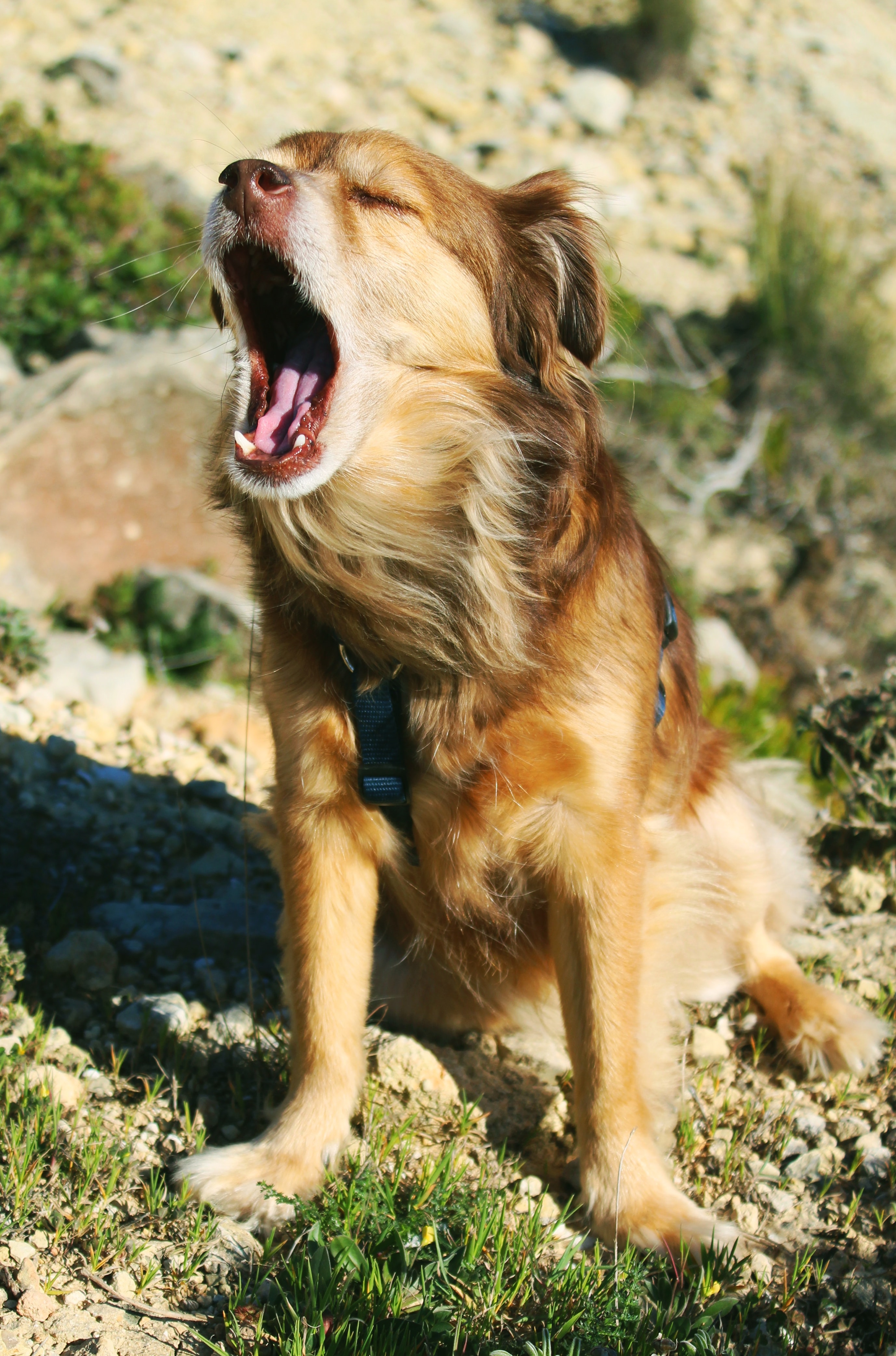 Preview for Dog-howling-outdoors-animal-background-fede5