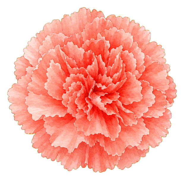 Preview for Coral Carnation Sticker