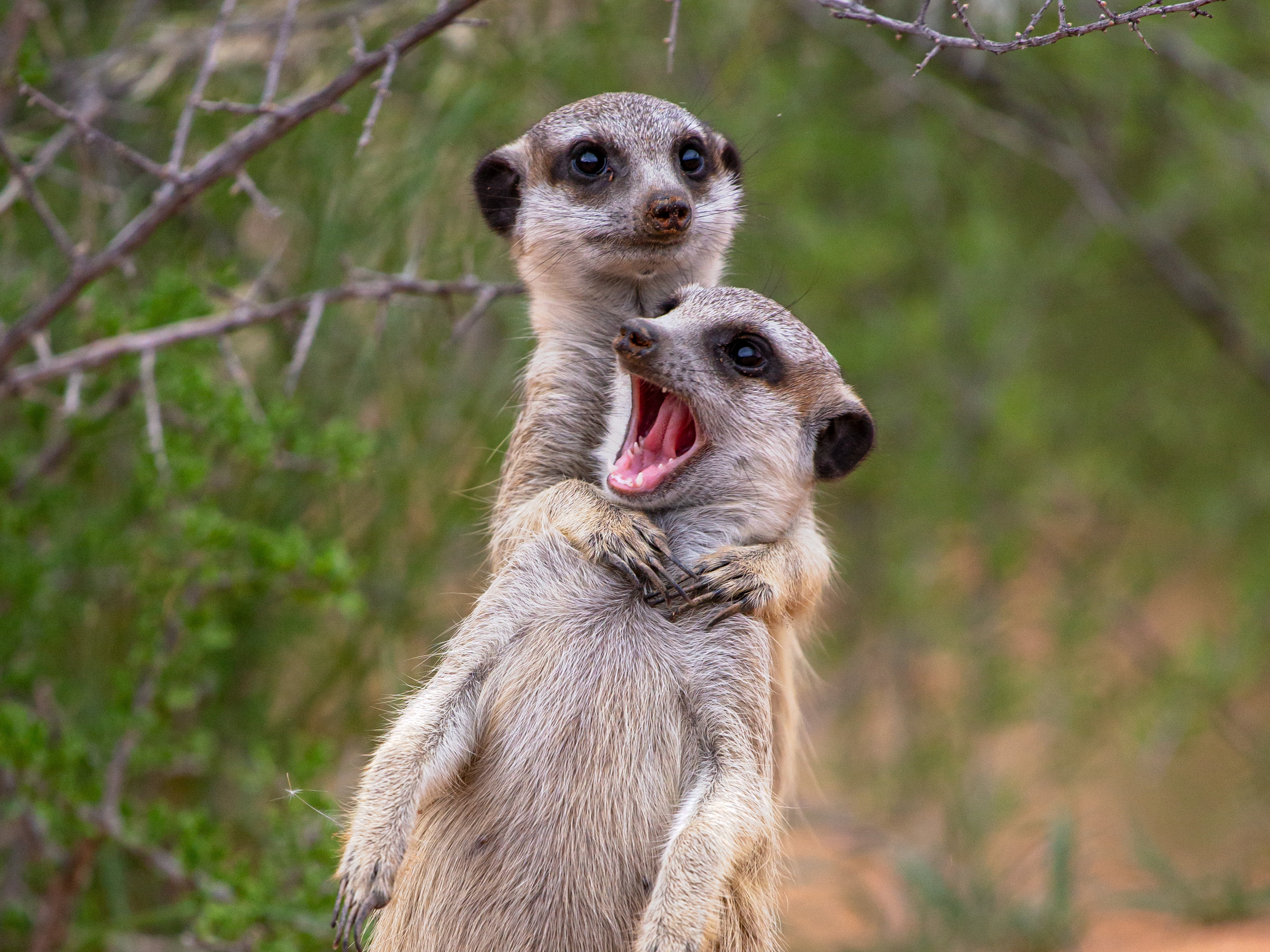 Preview for Meerkats-in-natural-habitat-animal-meme-background-16b32