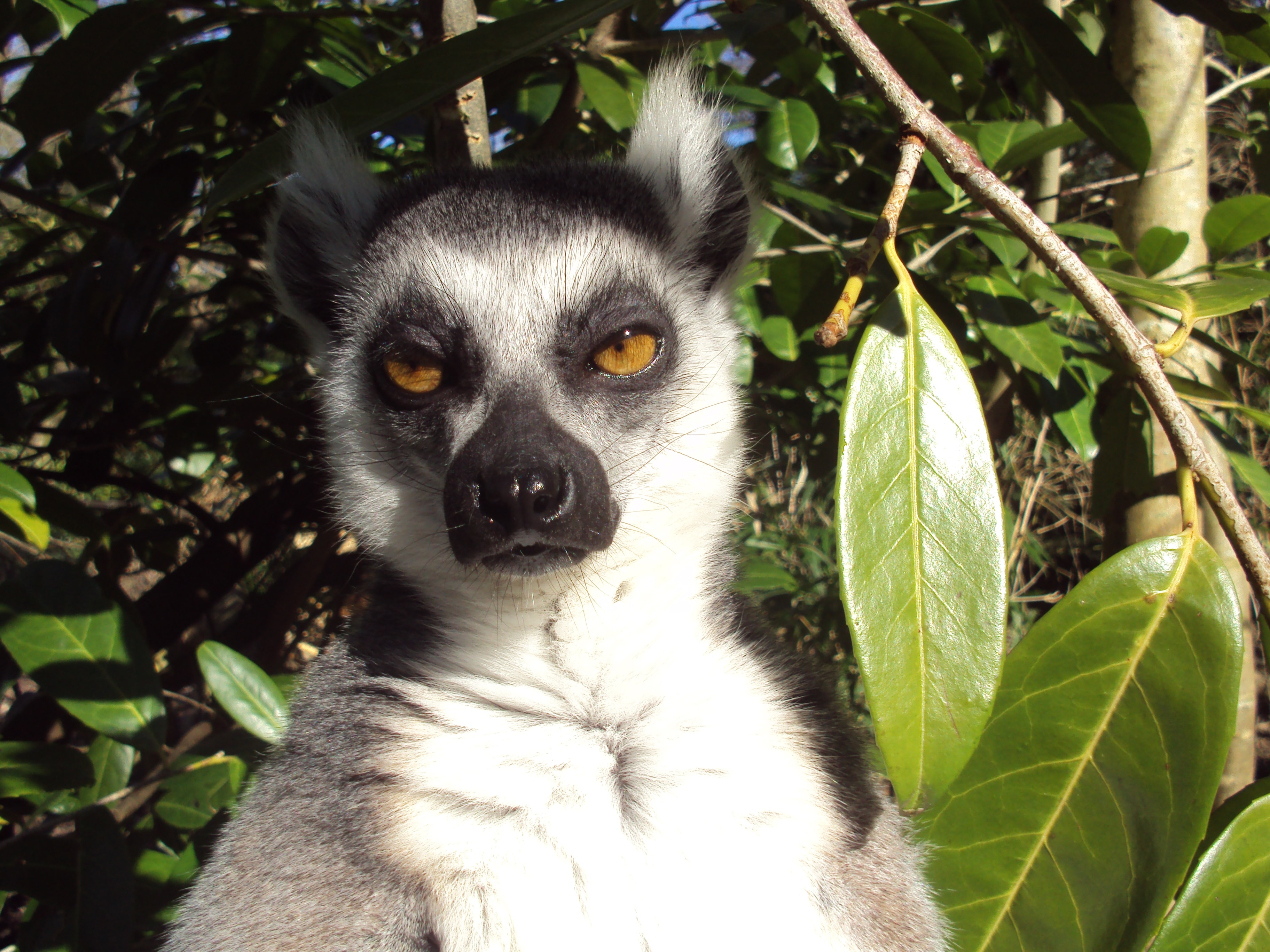 Preview for Ring-tailed-lemur-tree-madagascar-animal-background-f1914