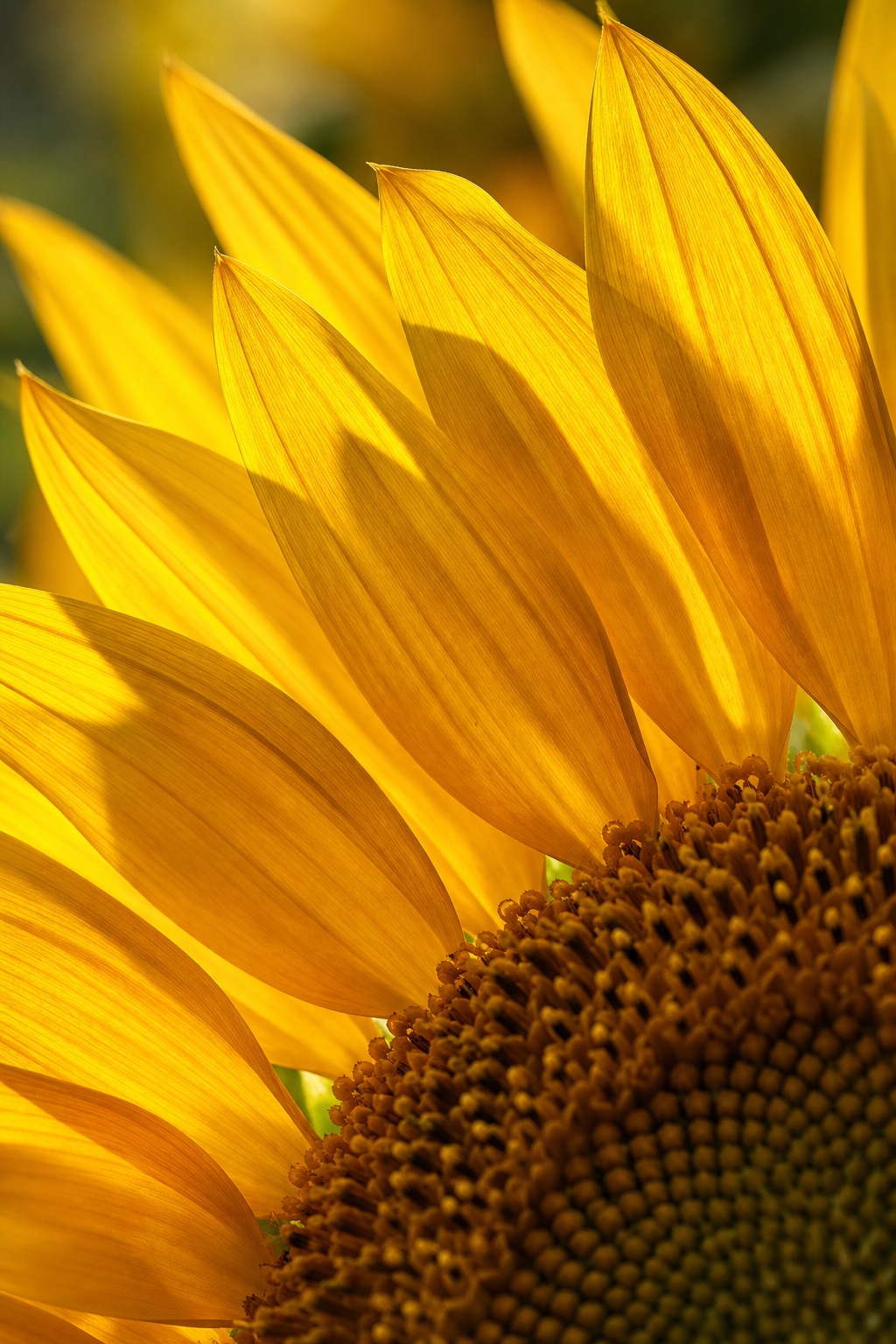 Preview for Sunflower Petal Light Stock Background