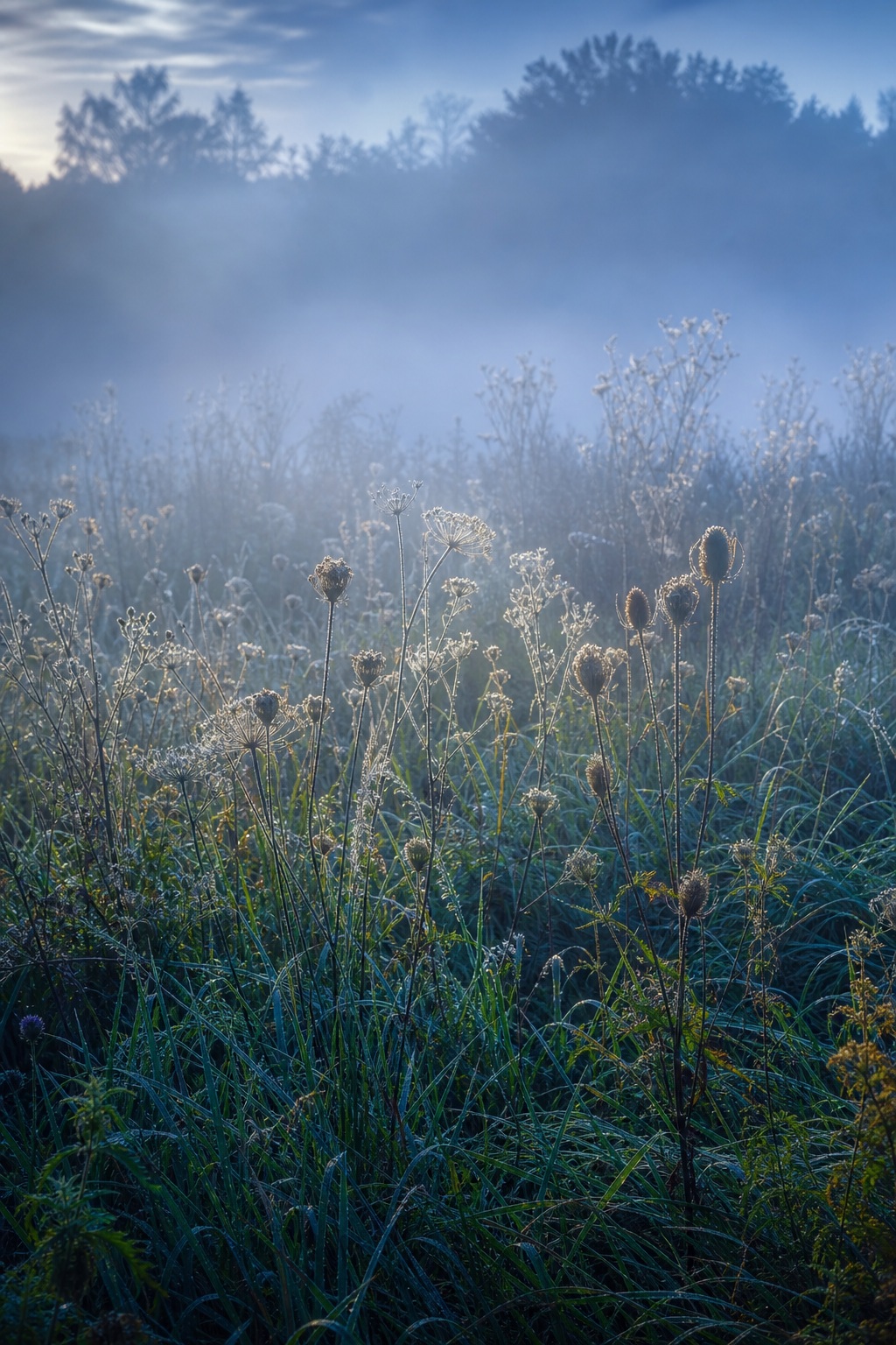 Foggy meadow with tall grasses and backlit seed heads in blue hour light