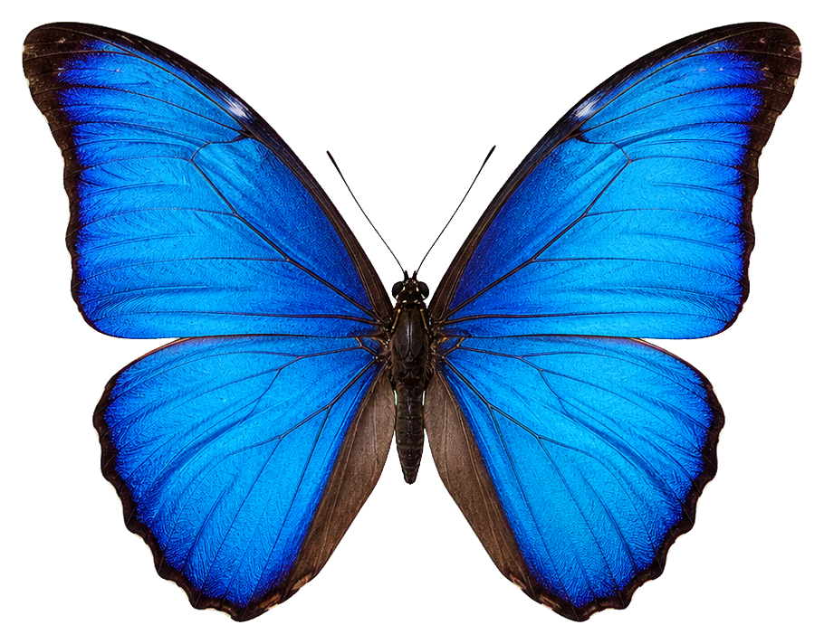 Preview for Blue Butterfly Sticker For Photo Designs