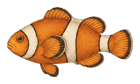 Preview for Clownfish Vintage Marine Life Sticker