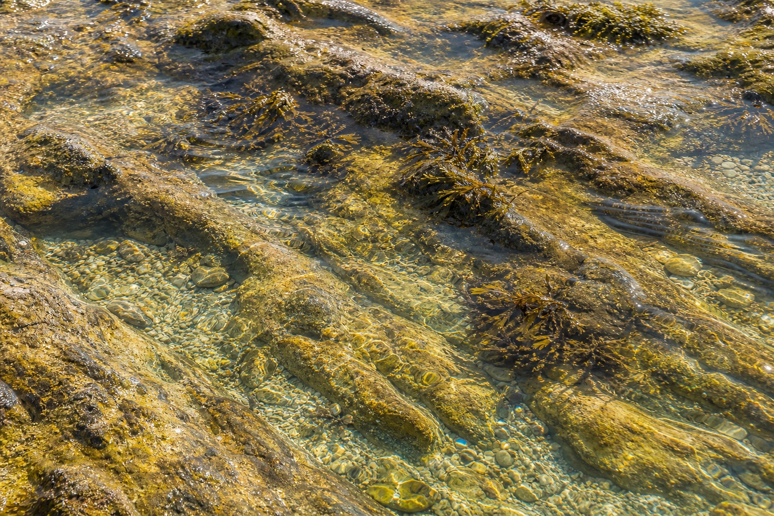 Preview for Golden Tidal Pool Texture Stock Background