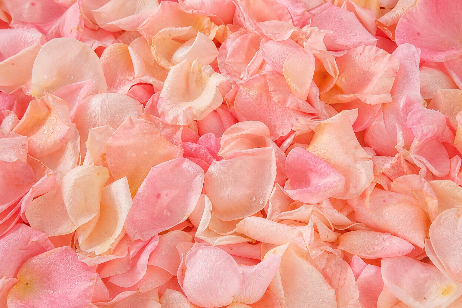 Preview for Blush Pink Rose Petals Background