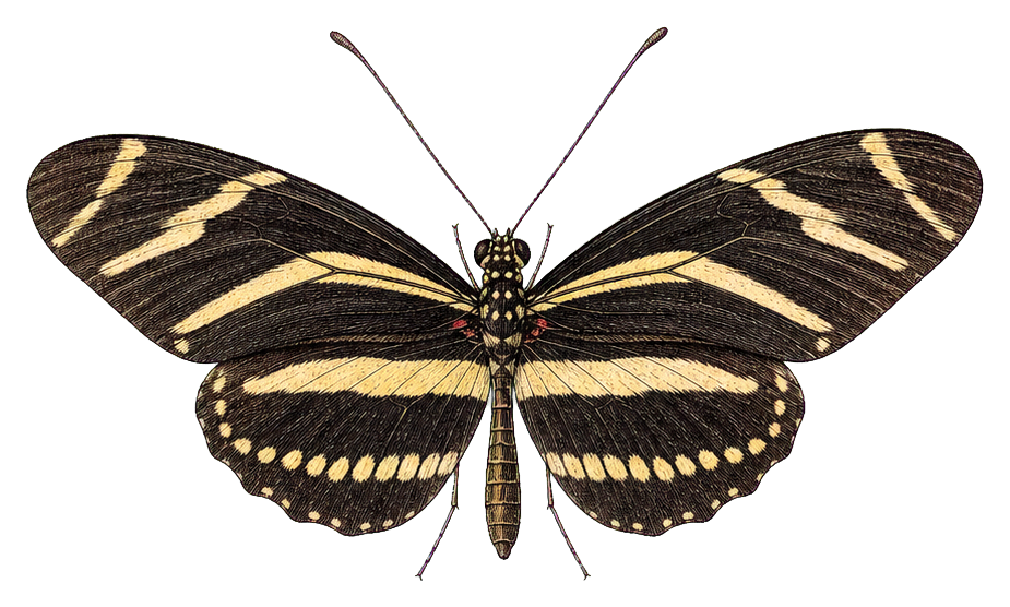 Preview for Zebra Longwing Butterfly Sticker