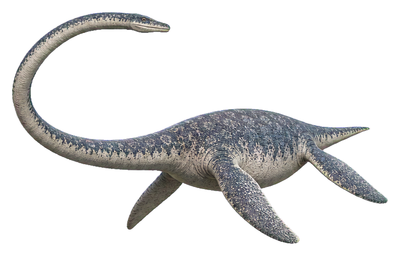 Realistic long-neck Elasmosaurus swimming in side view.