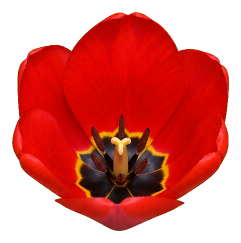 Preview for Scarlet Cup Tulip Sticker