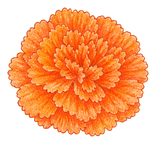 Preview for Orange Carnation Sticker