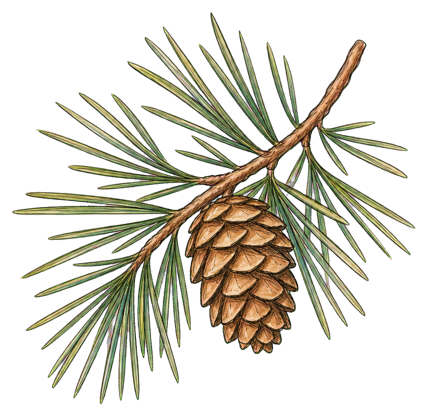 Preview for Pinecone And Pine Needles Branch Sticker