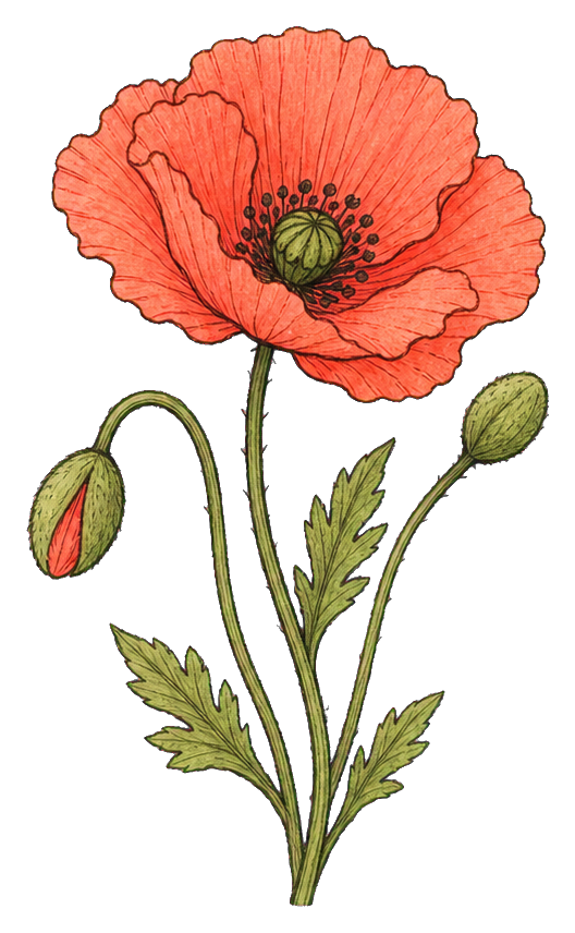 Preview for Coral Poppy Two Buds Sticker
