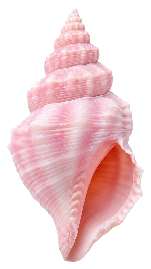 Preview for Seashell Sticker Graphic