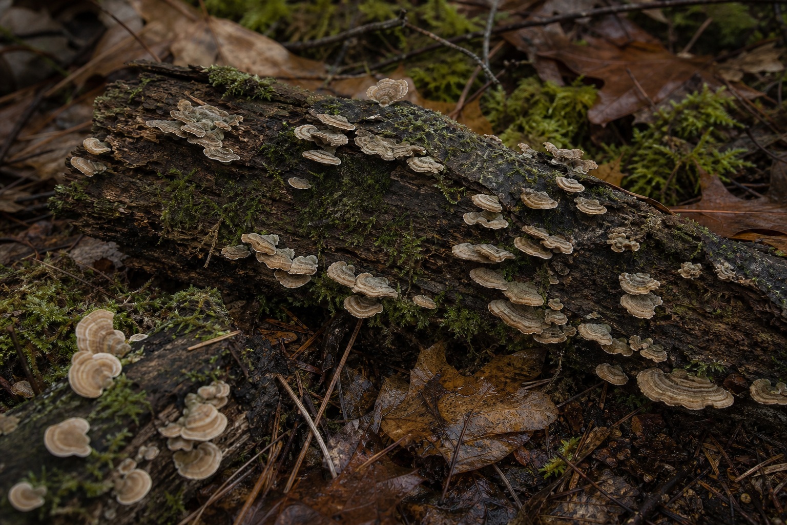 Preview for Shelf Fungi Forest Floor Background