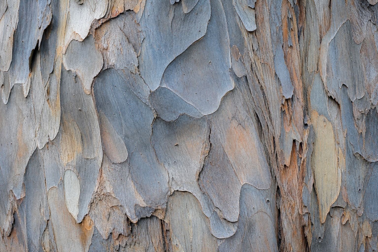 Preview for Cool Silver Eucalyptus Bark Background