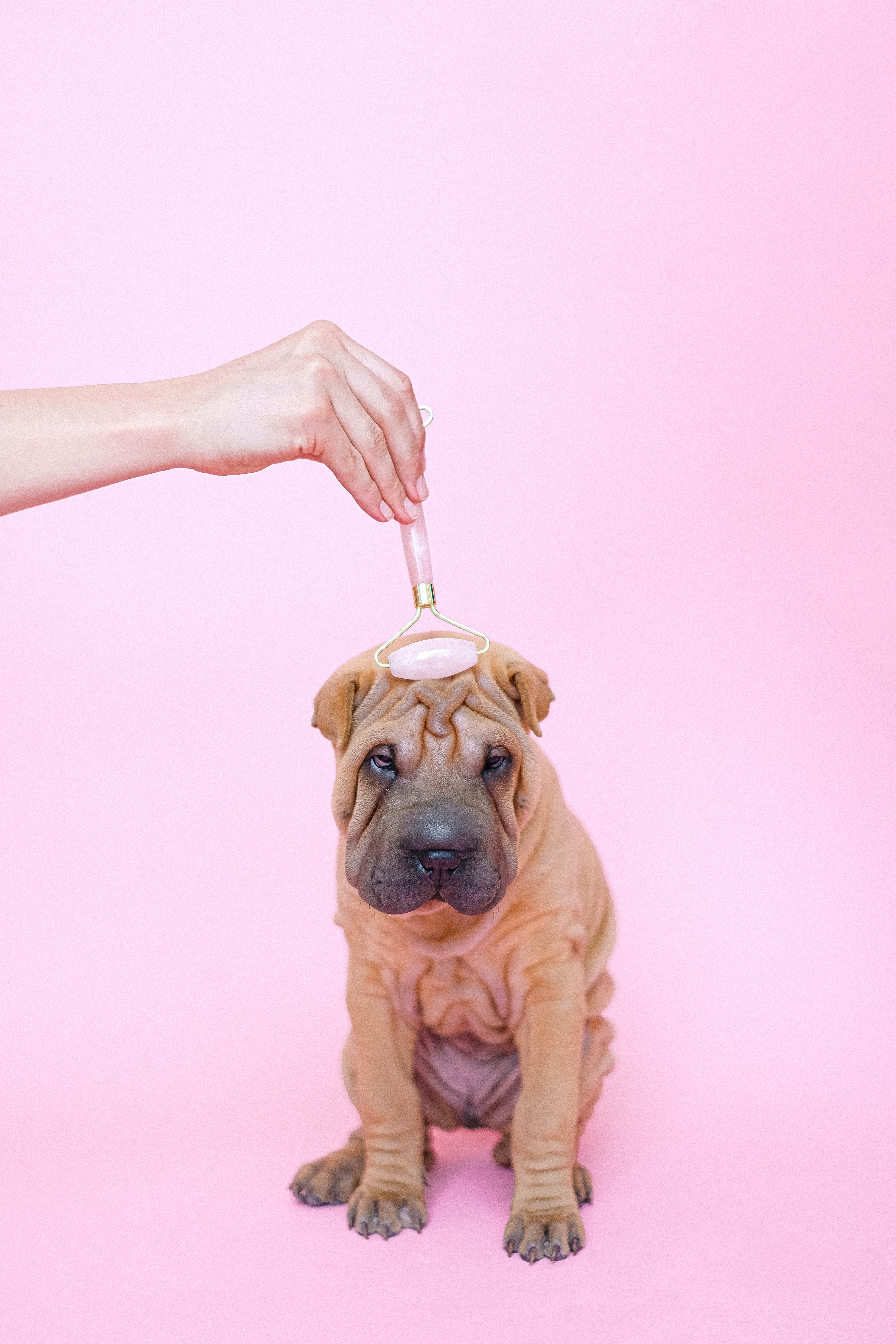 Preview for Shar-pei-puppy-lollipop-dog-meme-background-c7475