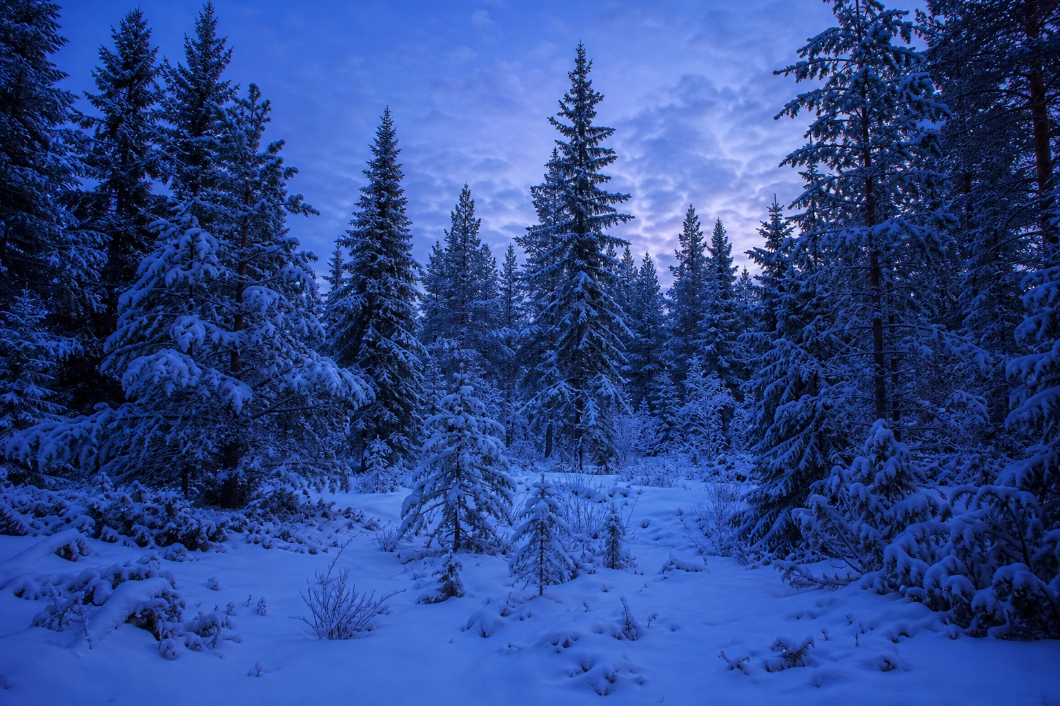 Preview for Blue Hour Pine Forest Winter Background