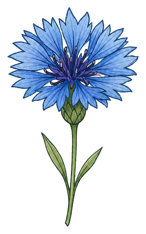 Preview for Blue Bachelor Button Sticker