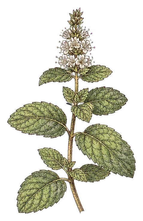 Vintage botanical illustration of a mint sprig with green leaves and small white flowers.