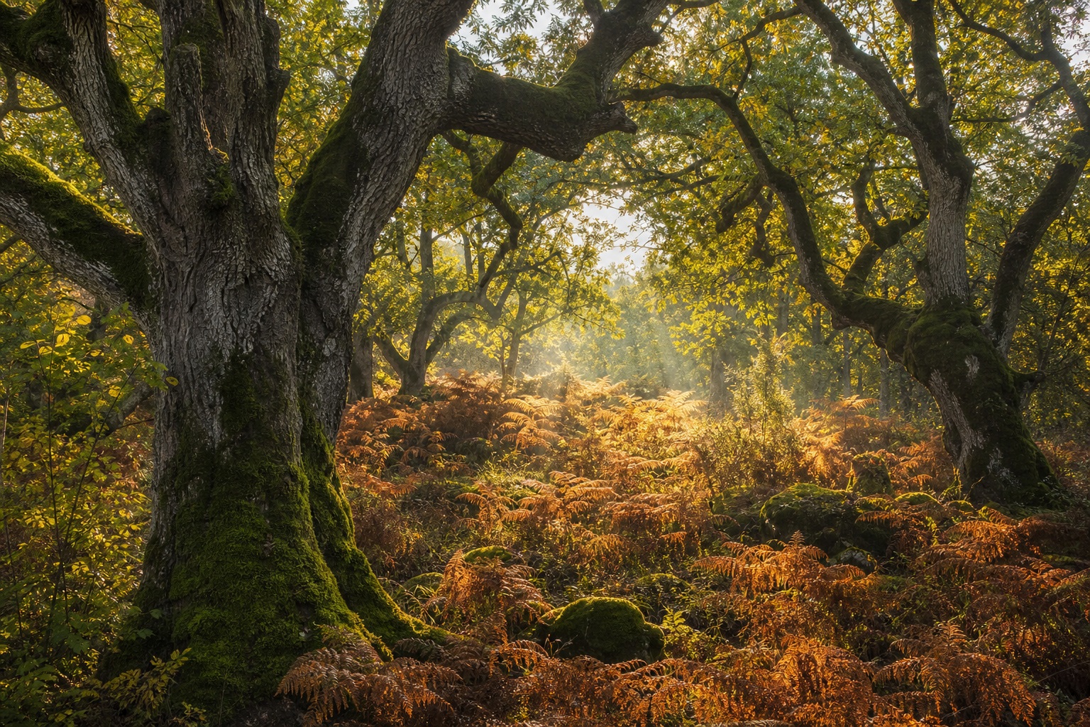 Preview for Dappled Forest Light Mossy Oak Glade Background